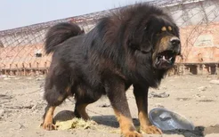 世界上最大的狗是什么品种 世界上最大的狗排名TOP10