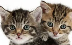 小猫多大可以吃猫粮 3-4个月是吃猫粮的最佳阶段！