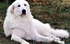 大白熊犬价格是多少 大白熊犬多少钱一只