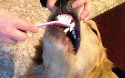 狗狗用什么洁齿好 狗狗牙膏有必要给狗狗使用吗