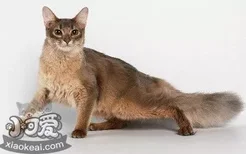 如何训练索马里猫用猫砂 索马里猫猫砂使用训练