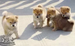 柴犬幼犬怎么训练 小柴犬训练方法