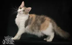 拉邦猫怎么护毛 拉邦猫毛发护理方法