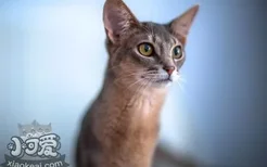 阿比西尼亚猫粘人吗 阿比西尼亚猫习性介绍