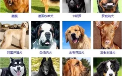 大型犬品种大全 你知道吗？