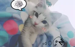 如何训练布偶猫用猫抓板 猫抓板妙用视频