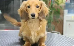 世界最小狗品种是什么 世界最小狗排名