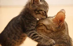 如何预防母猫流产 猫咪流产症状