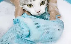 猫咪洗澡注意什么 给猫猫洗澡视频教程