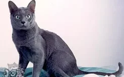 怎么教科拉特猫用猫砂 科拉特猫用猫砂训练法