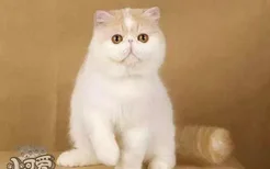 加菲猫怎么催乳 加菲猫催乳方法