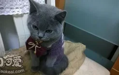 卡尔特猫怕水怎么办 卡尔特猫卡水训练方法