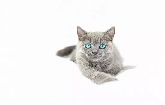 英短寿命有多久 决定猫咪寿命长短的因素是什么？