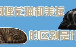 中国狸花猫和美短的区别是什么