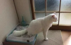 怎么训练猫咪用猫砂盆 猫咪厕所训练方法