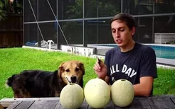 狗狗能吃香瓜吗
