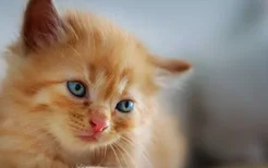 猫用鼻子喷气是什么意思 是生气了吗