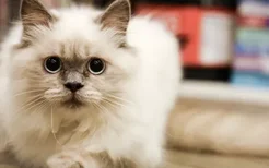 布偶猫能活多久 坚持科学喂养寿命才长！