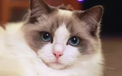 布偶猫开脸是什么意思 什么样子最好？