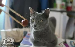 如何训练沙特尔猫用猫砂 沙特尔猫猫砂使用教学