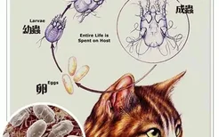 猫咪耳螨怎么治疗 猫咪得耳螨的原因介绍