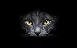 猫咪眼睛为什么会发光 猫咪眼睛发光原理