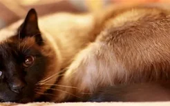 猫临死前的眼睛什么样 猫咪眼睛突出来是正常的吗