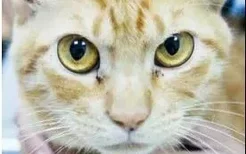 猫眼睛的分泌物怎么清理 清理猫眼有方法！