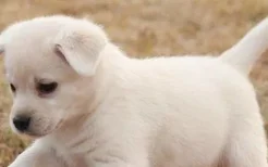 小白狗是什么品种 看看都有哪些小白狗