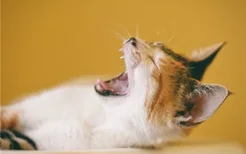 猫为什么会咬人 猫咪咬人是出于什么心理