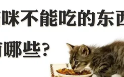 猫咪不能吃的东西有哪些
