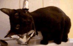猫为什么喜欢喝流动的水 真的不是怪癖