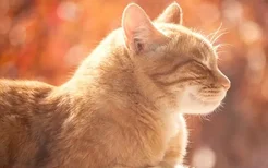 猫咪耳螨怎么治 判断猫咪得了耳螨的方法