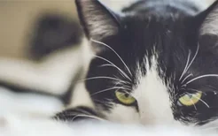 猫咪结膜炎 猫得结膜炎的症状有哪些