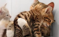 猫为什么不喜欢被抱 是因为猫咪讨厌主人吗