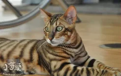 如何辨别玩具虎猫是否怀孕 玩具虎猫怀孕了你知道吗？