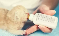 小奶猫喂奶的正确姿势 别以为呛奶是小事！