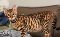 玩具虎猫难产有什么征兆 玩具虎猫难产你知道吗？