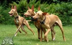 法老王猎犬怎么训练跟随 法老王猎犬跟随训练教程