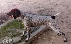 波音达猎犬捡东西如何训练 波音达猎犬捡东西训练教程