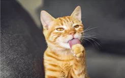 猫吃米饭吗 猫咪的肠道并不适合消化米饭哦！