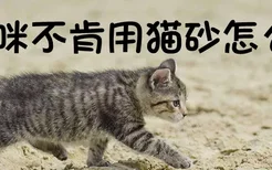 猫咪不肯用猫砂怎么办