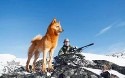 芬兰波美拉尼亚丝毛狗握手怎么学 芬兰狐狸犬握手训练方法