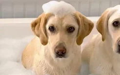 多久的狗狗可以洗澡 小狗洗澡需要注意什么？