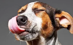 狗狗慢性肾衰竭症状 狗狗慢性肾衰竭的治疗原则！