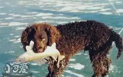 美国水猎犬怎么养 美国水猎犬护理常识