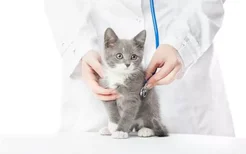 被猫抓伤最晚多久打针 谁说超过48小时就不能打疫苗了