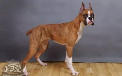 拳师犬怎么训练大小便 拳师犬定点上厕所训练方法
