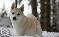 怎么训练挪威布哈德犬看家 挪威布哈德犬看家训练