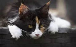 猫肾衰竭的症状有什么 猫咪会出现排便异常